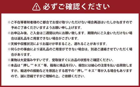 紫苑 1房（700g以上） 化粧箱入り 【2025年10月下旬～11月下旬迄発送予定】 葡萄 ブドウ ぶどう フルーツ 果物 ギフト 国産 岡山県産