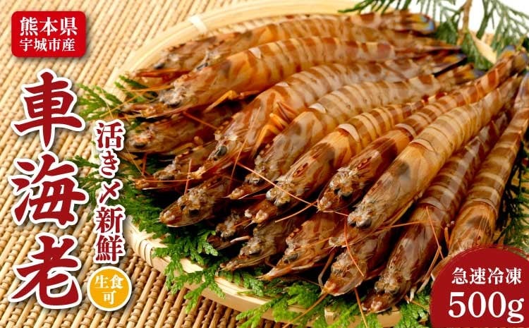 
                  車海老 特殊冷凍 500g (18～26尾) 生食可 瞬間冷凍 海老 刺身 熊本県産 急速冷凍 熊本県産 えび 冷凍 
                