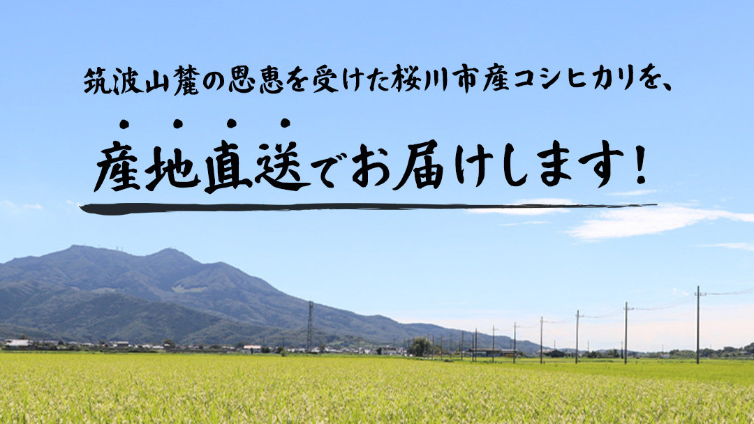 【 令和8年産 】 数量限定 桜川市産 こしひかり 10kg（5kg×2袋） 茨城県産 桜川 米 お米 白米 コメ ごはん 精米 コシヒカリ こしひかり 国産 限定 [AX009sa]