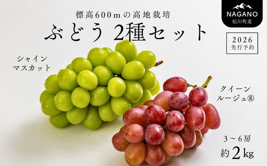 TK17-26A 【先行予約】 ぶどう2種セット （シャインマスカット／クイーンルージュ®） 約2kg ／ 2026年9月下旬～10月頃 配送予定 // 長野県 南信州 種なし 皮ごと 食べ比べ 詰め