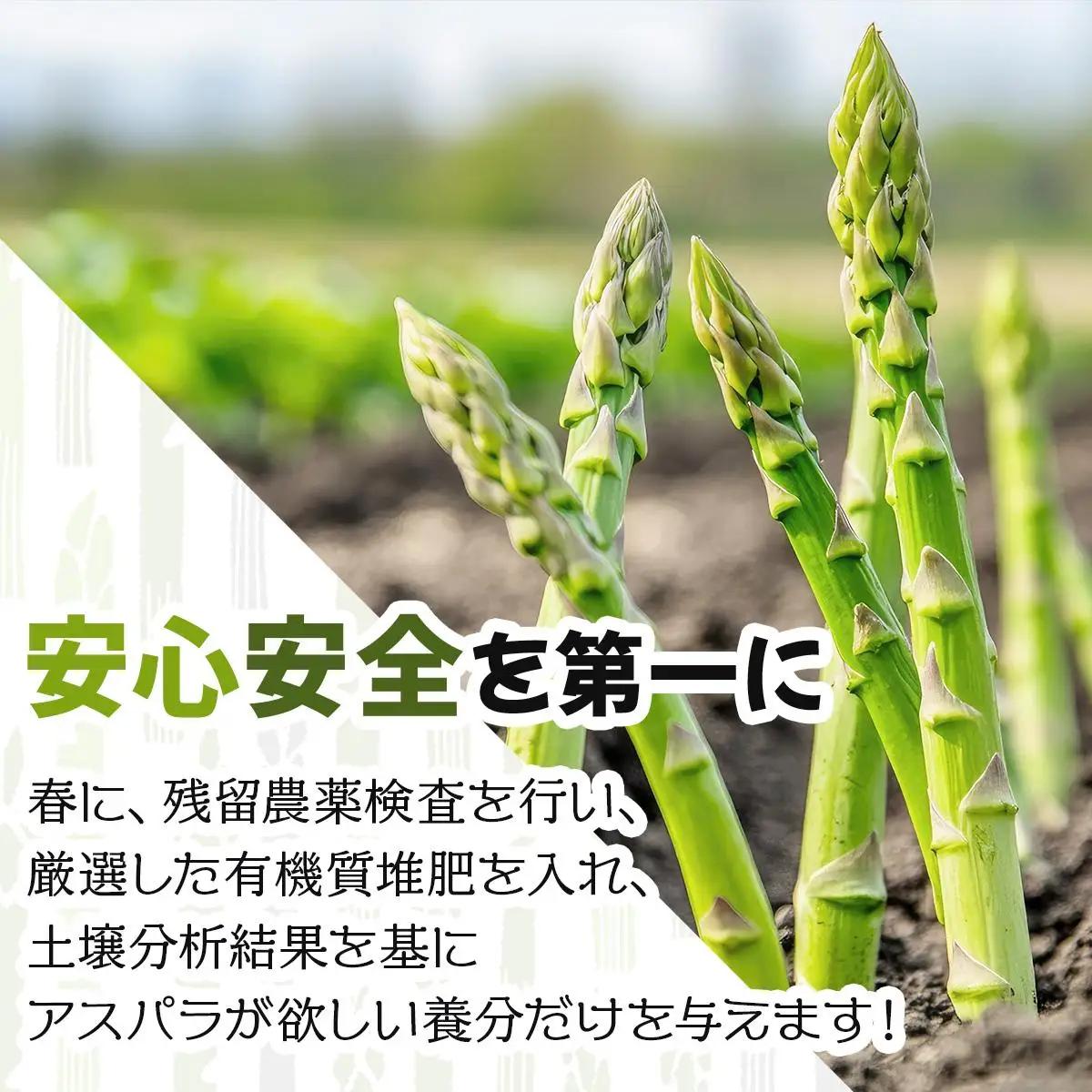 【令和8年産】北海道岩見沢産 夏グリーンアスパラ L～2Lサイズ 1kg【41104】