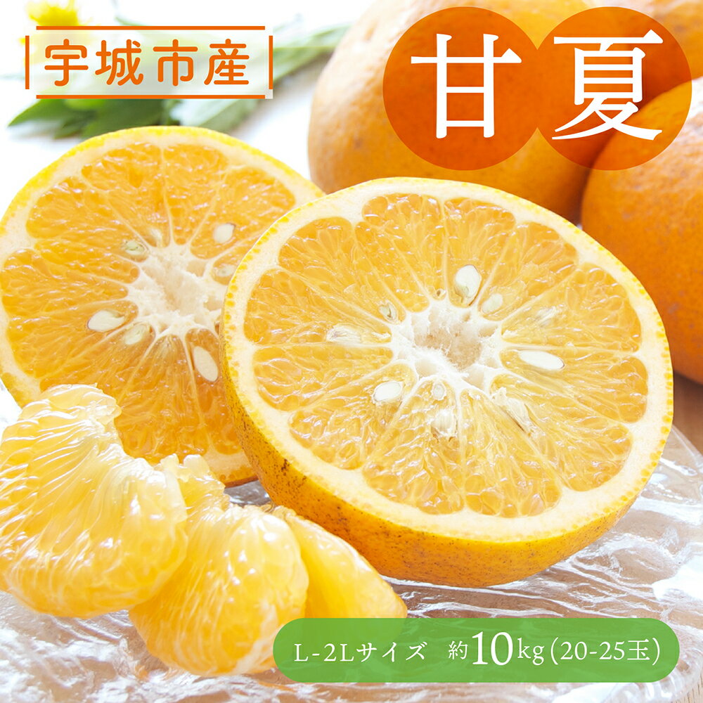 【ふるさと納税】 みかん 甘夏 約10kg 20〜25玉前後 L〜2Lサイズ 【2026年3月上旬〜2026年5月上旬発送予定】 蜜柑 柑橘 フルーツ あまなつ 果物 熊本県産 九州産 宇城市産 国産 送料無料 谷川果樹園