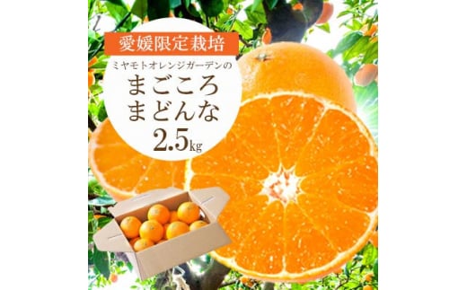 愛媛限定栽培柑橘 紅まどんなと同品種 まどんな(愛媛果試28号)2.5kg＜C25-128＞_ まどんな マドンナ 柑橘類 柑橘 みかん ミカン オレンジ フルーツ 果物 くだもの 人気 美味しい ギフト 贈答 プレゼント 希少【1166249】