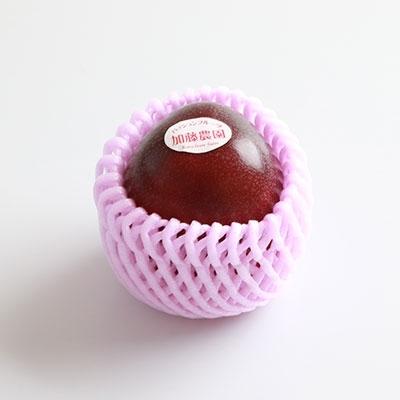 ふるさと納税 枕崎市 【先行受付】トロピカルパッションフルーツ約1.5Kg  A3-50 【発送は2026年6月中旬予定】 |  | 02