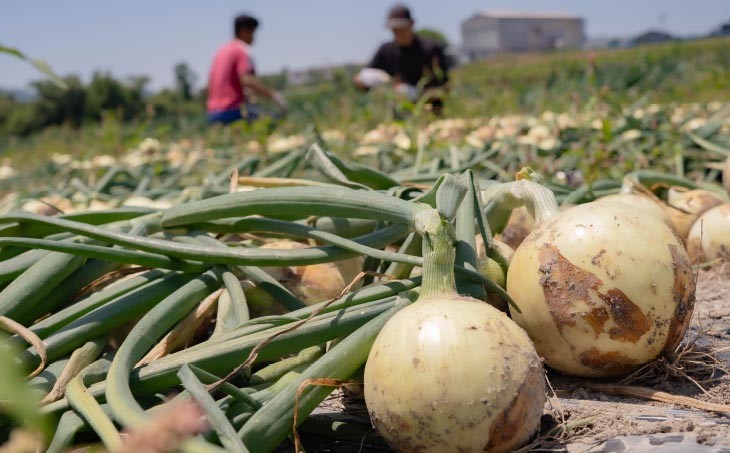元祖淡路島玉ねぎ『淡路中甲高黄』復活プロジェクト