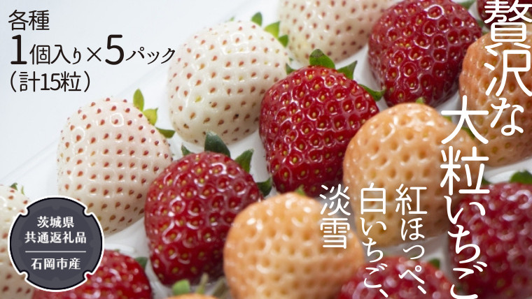 
贅沢な大粒いちご 1個入り 紅ほっぺ、白いちご、淡雪 × 各種 5パック（ 計15粒 ） 【令和5年12月から発送開始】 （県内共通返礼品：石岡市産） フルーツ 果物 デザート いちご イチゴ 苺 紅ほっぺ 白いちご 季節
