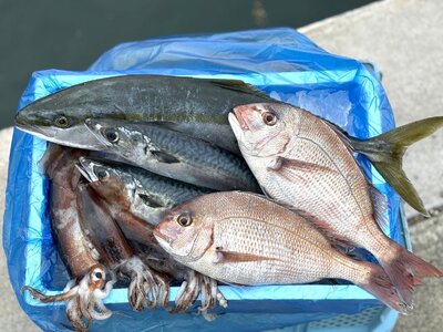 三陸産 鮮魚詰め合わせ(3～5種類程度) 新鮮 旬 鮮魚セット