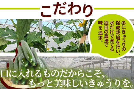 ＜【先行予約】【期間限定】宮崎県産きゅうり(約2kg)＞(約2kg・3本入り×5袋)【MI149-yt】【ゆたか農園】
