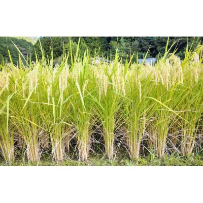 ふるさと納税 四万十町 新米7年産樽井商店の仁井田米　[幻の香る米]　精米　5kg |  | 03