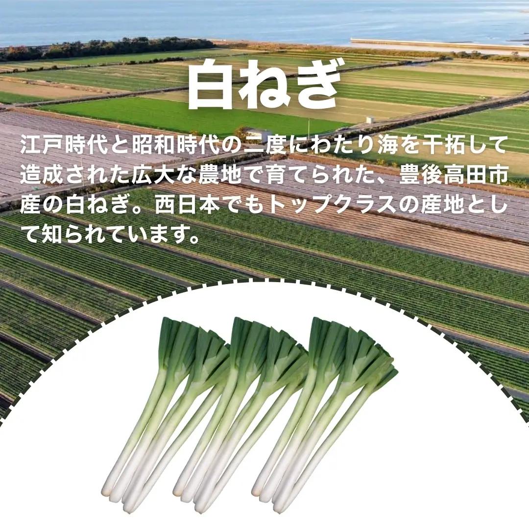 長ねぎ 白ねぎ 3kg前後 新鮮＆産地直送 | 長葱