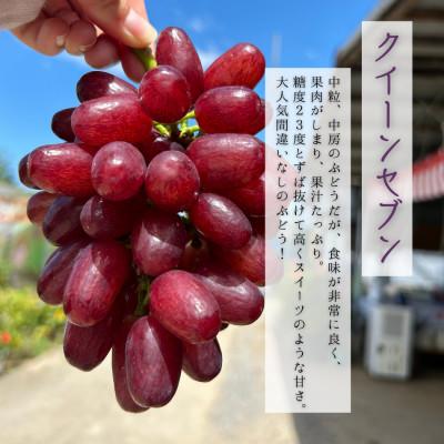 ふるさと納税 岸和田市 贈り物に 甘々ぶどう2種 泉湧誉とクイーンセブン、極上泉州水なすぬか漬け5個 計3.3kg |  | 02