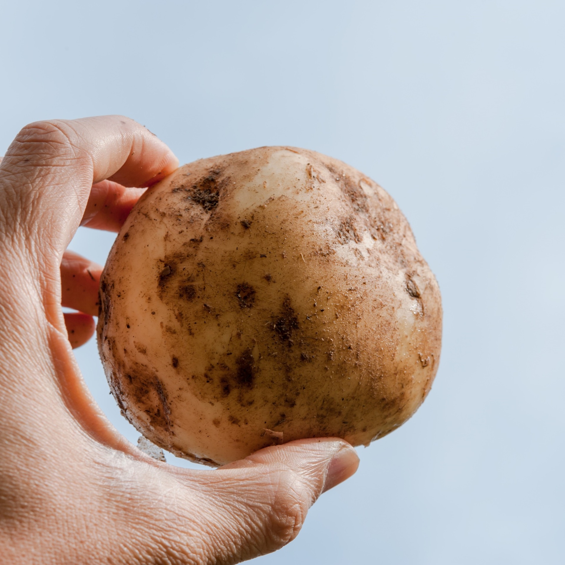 十勝野じゃがいも詰合せセット10kg（きたあかり・メークイン）【2026年秋出荷】（先行受付）［按田農場］