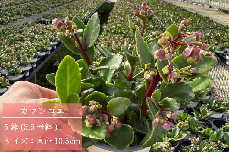 【2026年2月より順次発送】須貝花園 カランコエ 1鉢(7号鉢)｜カランコエ 花 季節の花 須貝花園 先行予約 茨城県 行方市(C-3)