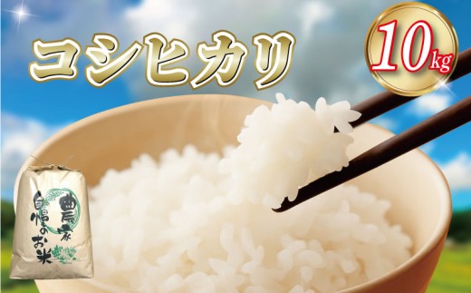令和7年産 徳島県産 コシヒカリ 10kg 【食味検査91点獲得！】 コシヒカリ ヒノヒカリ に負けない ブランド米 精米 白米 ご飯 おにぎり 弁当 おこめ 徳島 とくしま 阿南 新野 高嶺の雫米