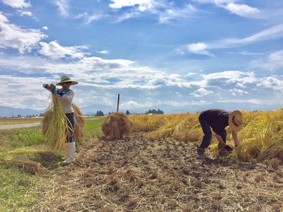 アイガモ栽培米 (玄米) とロハ酒飲み比べセット｜米 こめ ごはん 地酒 日本酒 にごり酒 [0069]