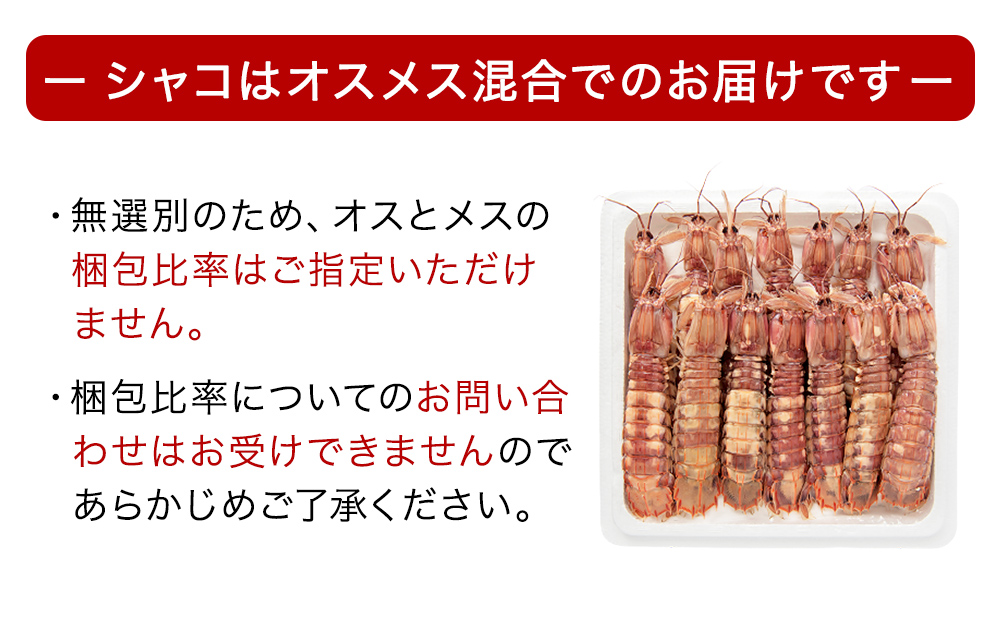 ＜先行予約：2026年5月以降順次発送＞ 季節限定 宮城県産 浜茹で シャコエビ 500g（オスメス混合）数量限定 冷蔵 産地直送 殻付き 子持ち ガサエビ シャッパ シャク しゃこえび 宮城県 石巻市 しゃこ 肉厚 ノンフローズン 新鮮 蝦蛄 ボイルシャコ