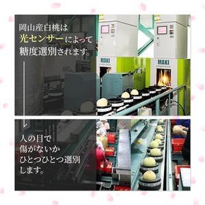 桃 2026年 先行予約 岡山 白桃 ロイヤル 3玉入り 合計約900g 岡山県産 桃