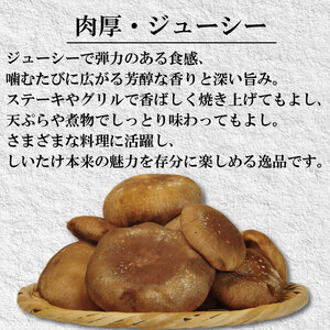 訳あり 生しいたけ 1.5kg しいたけ しいたけ しいたけ しいたけ しいたけ