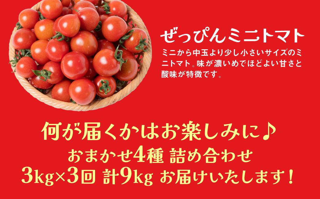 【先行予約】 【定期便3回】おまかせトマト4種 3kg×3回 計9kg 八代市産 宮島農園 ミニトマト トマト とまと 農産物 野菜 セット 詰め合わせ 定期便 熊本県 八代市 【2025年12月上旬
