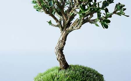 【鉢皿色・鉄赤】 白鳥花 ハクチョウゲ 0.35kg 盆栽 植物 石木花 sw-bohkx380 ※沖縄・離島への配送不可