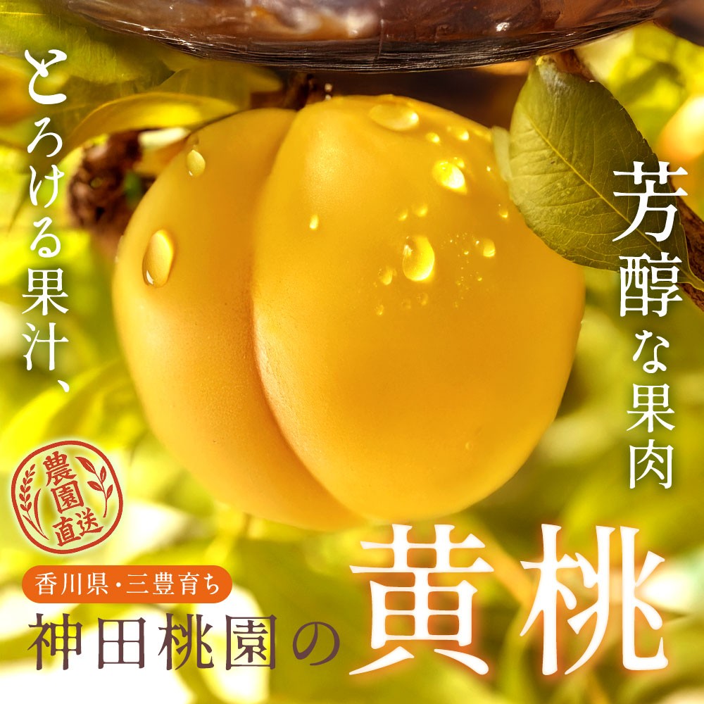 
                  【ふるさと納税】 桃 産地直送 「神田桃園の黄桃」 約2kg 約3kg [ フルーツ 名産品 桃 もも モモ 黄桃 果物 くだもの お取り寄せグルメ 三豊市 20000 20, 返礼品 神田桃園 ] ※配送不可地域：北海道・沖縄県・離島
                