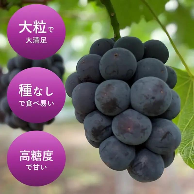 ぶどう オーロラブラック 岡山県産 ぶどう【2房 計1.0kg】【先行予約】