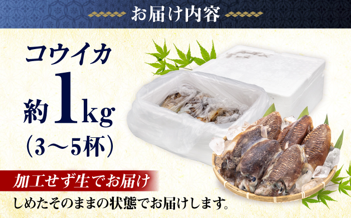 【先行予約】【2027年3月下旬以降順次発送】豊前海産「 コウイカ 」約1kg (3～5杯)《築上町》【明青丸】 [ABCB001] イカ いか 刺身 烏賊 17000円 1万7千円