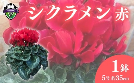 【 先行予約 ：2026年12月発送開始 】 花 高級 シクラメン 鉢植え 赤 系 5号 冬 クリスマス 冬の花 ガーデン ガーデニング 庭 贈答 プレゼント ギフト 植物 オンライン決済限定