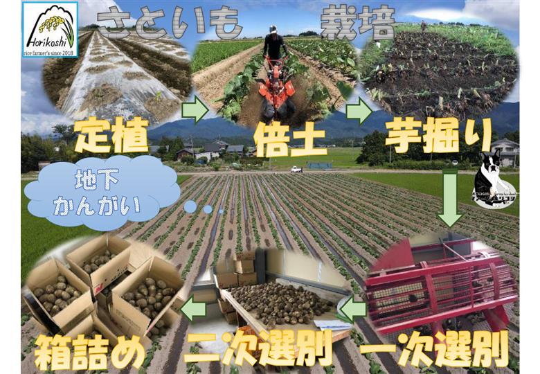 阿賀野市産 さといも 「ファームホリコシ皮付き里芋」 サイズ混合 5kg 3H02014