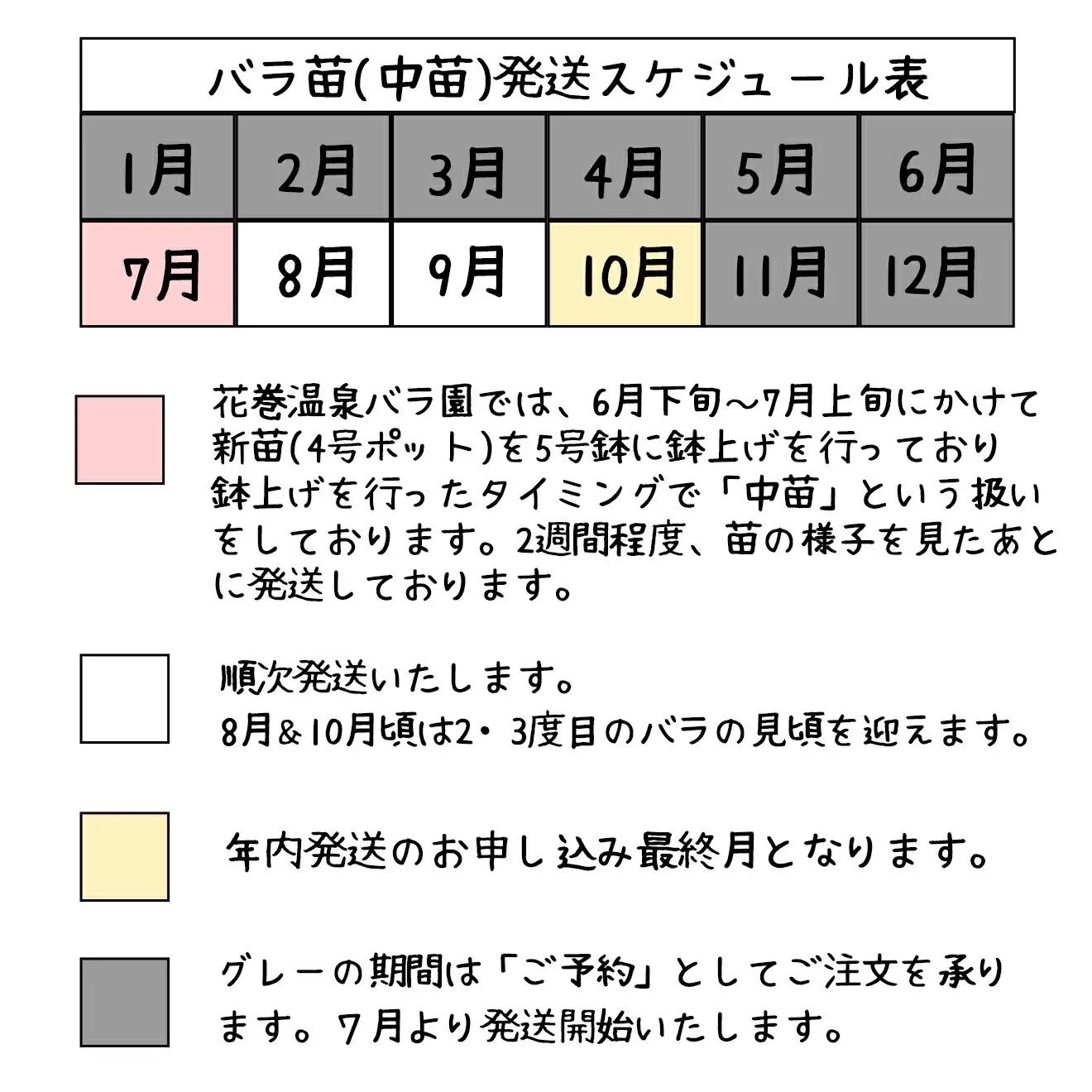 ＜色で選べる♪＞花巻温泉バラ園で育った「バラ中苗」5号サイズ -ピンク-【1857】-<2026年3月より発送>