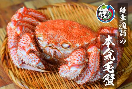 朝獲れボイル毛ガニ(500g～700g)1尾 北海道 毛がに