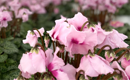 【期間限定】坂東清風高校の生徒が丹精込めて育てたシクラメン6号鉢 ／ お花 鉢植え 茨城県 No.184