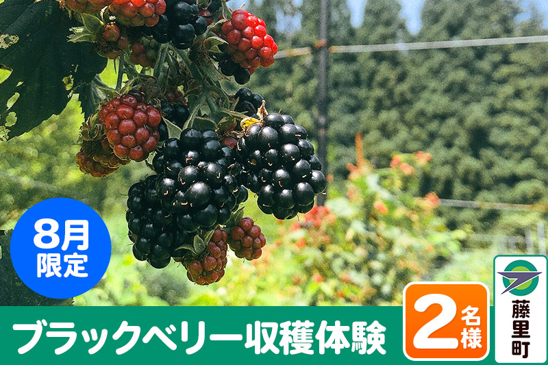 
ブラックベリー 収穫体験（2024年8月限定） 2名様分 フルーツ 果物 秋田県 藤里町 菓子工房エスポワール
