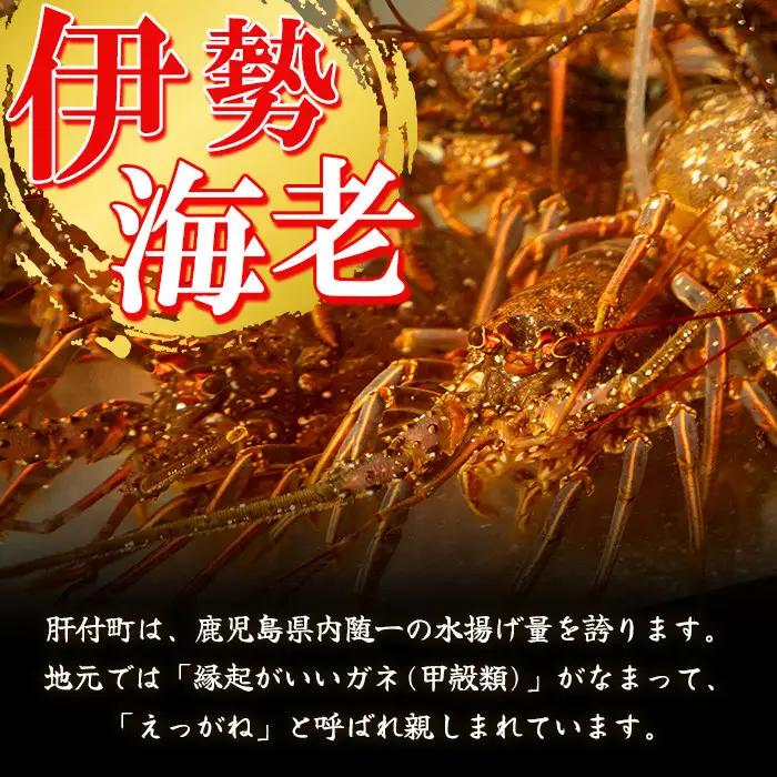 【活き〆冷凍】伊勢海老 刺身 (約650g) 鹿児島 国産 えび エビ 伊勢海老 さしみ【網元】C47003