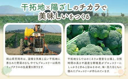 大玉 干拓 ブロッコリー 3Lサイズ 8〜10玉 松浦農園 【配送不可地域あり】（離島）《12月上旬-5月中旬頃出荷》 岡山県 笠岡市 野菜 青果物