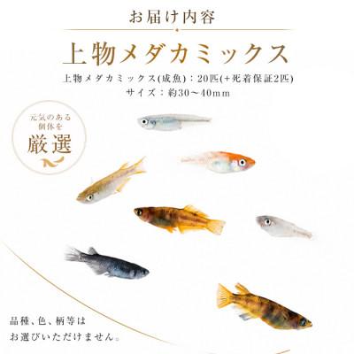 ふるさと納税 指宿市 【温水育ち】上物メダカミックス20匹(IB148-001) |  | 01