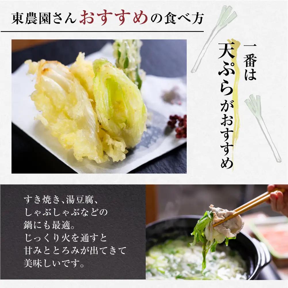 【期間限定】飛騨一本葱 プレミアム5キロ（15本‐20本） 葱 ねぎ JY005