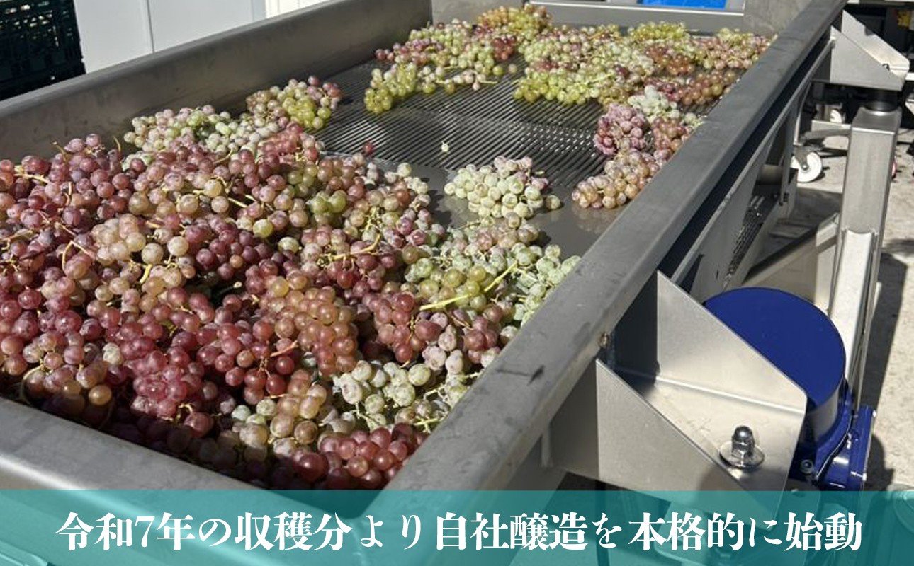 令和7年の収穫分より本格的に始動した、自社醸造用の選果機に並ぶ新鮮なぶどう