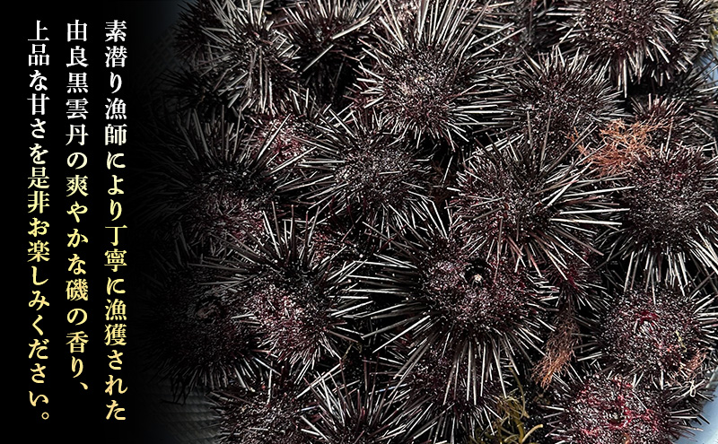 淡路島　由良黒雲丹　3枚 兵庫県 洲本市 淡路島