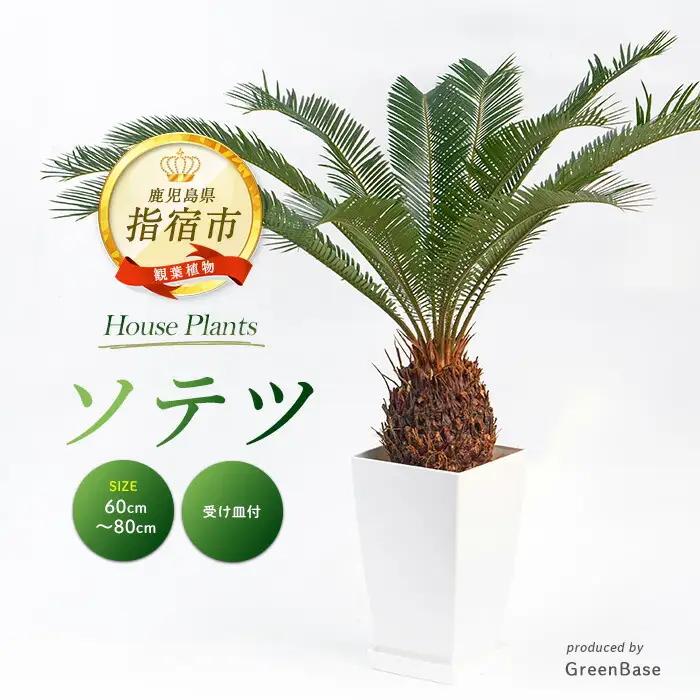 【観葉植物】ソテツ 60cm～80cm (Green Base/IB003-050) 南国鹿児島県で育った 観葉植物