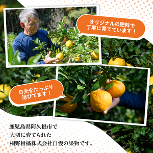 ＜先行予約受付中！2026年12月以降順次発送予定＞＜期間・数量限定＞西南のひかり(約5kg) 国産 鹿児島県 阿久根市 果実 果物 フルーツ 柑橘 みかん ミカン デザート 酸味 甘味 期間限定 数