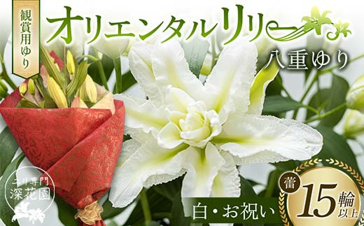 ユリ専門＜深花園＞観賞用ゆり オリエンタルリリー 八重ゆり ＜白・お祝い＞ 蕾15輪以上 F23R-952