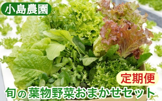 野菜 詰め合わせ リーフレタス サラダ 7種 6回定期便 京都 丹波産 新鮮 旬の葉物野菜セット 小島農園《農薬不使用 京野菜 亀岡産 季節の野菜 産地直送 期間限定 ふるさと納税野菜》