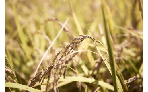 みちくさお勧めのお米(コシヒカリ)5kg こめ 鳥取県江府町産 0367