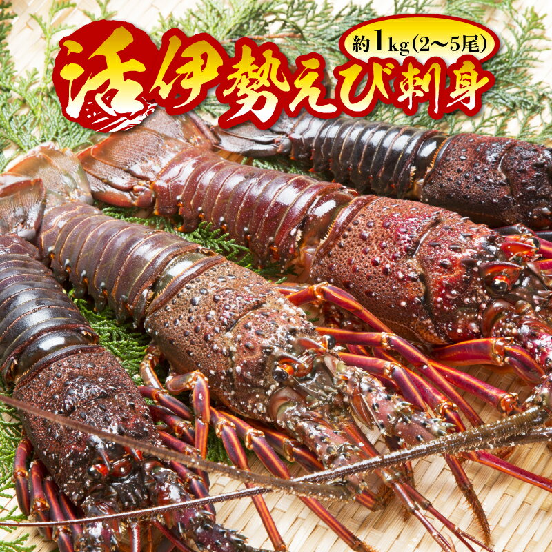 【ふるさと納税】活伊勢えび 刺身 約1kg 2〜5尾