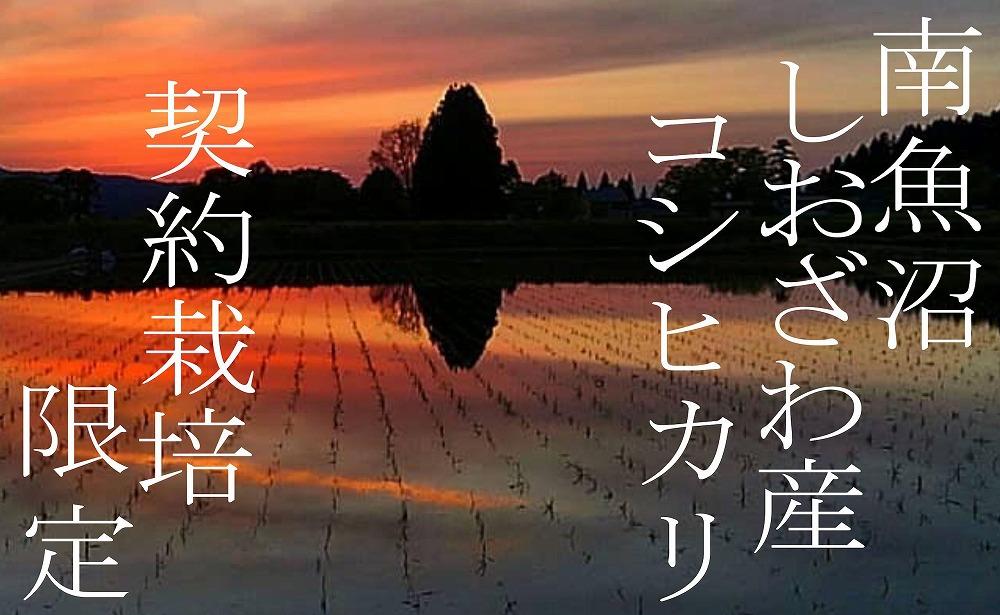 【令和7年産】【定期便20Kg×３ヶ月】契約栽培限定 南魚沼しおざわ産コシヒカリ【2025年10月上旬より順次発送予定】