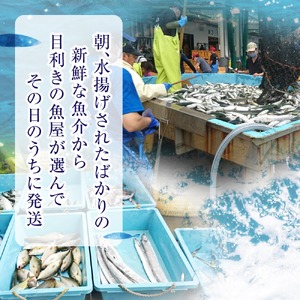 三陸海の恵み詰め合わせ【下処理可】(1～2人用) 鮮魚 海鮮 刺身 