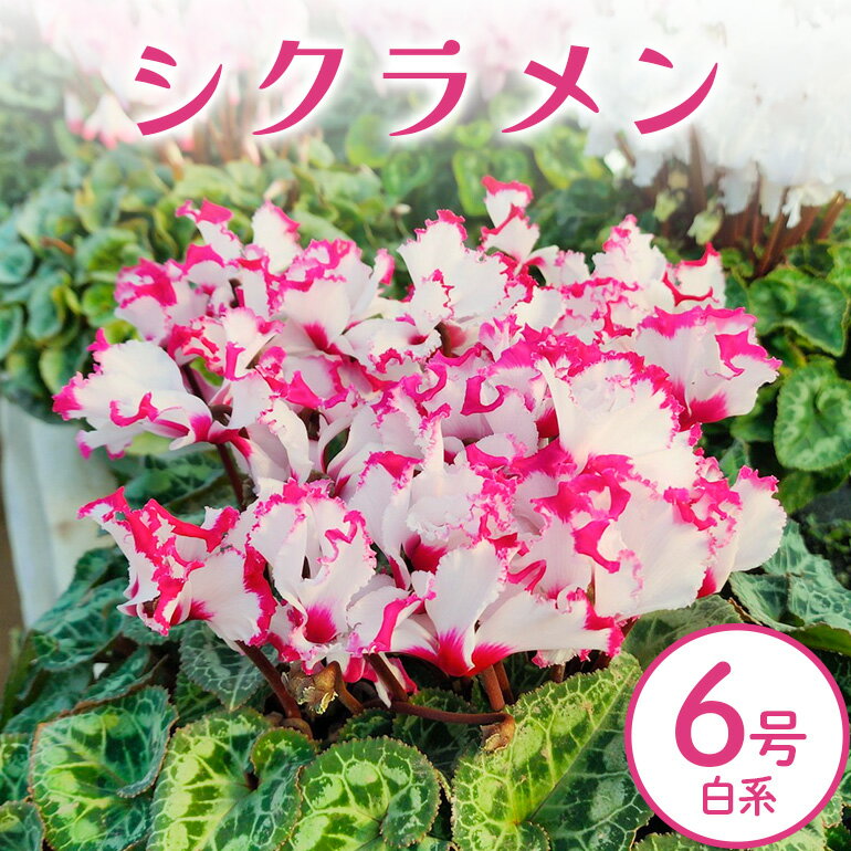 【ふるさと納税】シクラメン 6号 白系 フラワーギフト 鉢植え 鉢 ギフト ビッグサイズ 鉢花 お歳暮 ガーデンシクラメン ミニシクラメン プレゼント 希少 クリスマス 誕生日 結婚記念日 花ギフト 送料無料