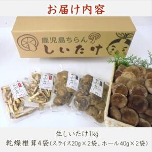 029-02 生・乾燥しいたけ(菌床)