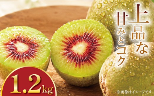 先行予約 キウイフルーツ 紅妃 1.2kg 2026年10月上旬～ 紅妃 レインボーレッド キウイ 国産キウイフルーツ キウイフルーツゼリー キウイフルーツジュース キウイフルーツジャム キウイフルーツタルト キウイフルーツビタミンC キウイフルーツ追熟 キウイフルーツ プレゼント 贈答 送料無料 徳島県 吉野川市 くゆな農園